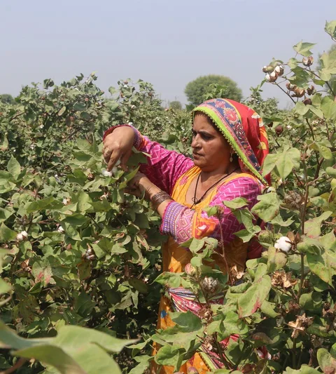 Rukshana working in a cotton field.