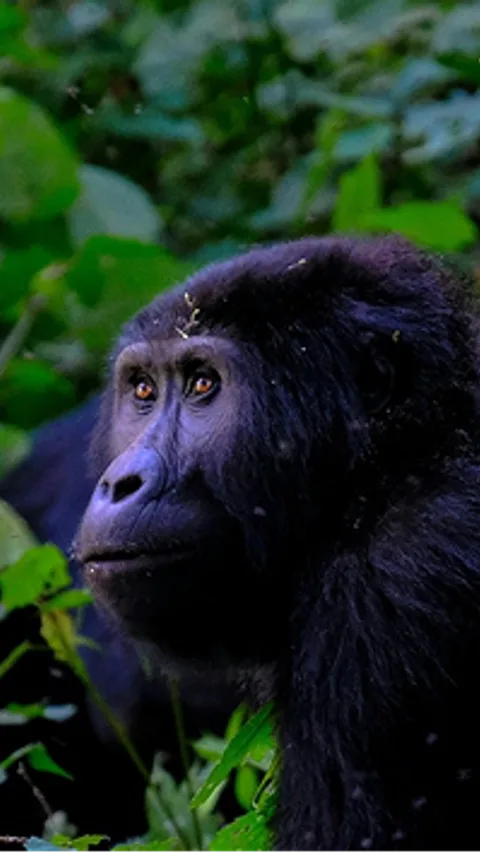 Gorilla