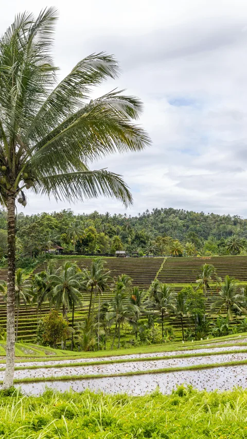 Een groen landschap in Indonesië met rijstvelden en palmbomen.