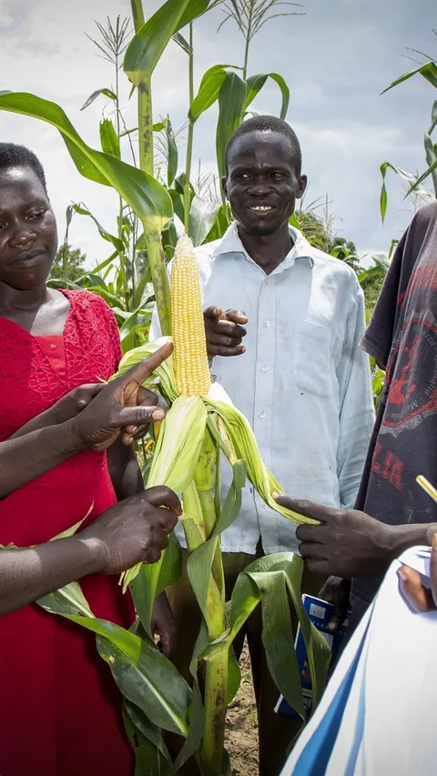 Een groep boeren kijkt naar succesvol geoogste mais